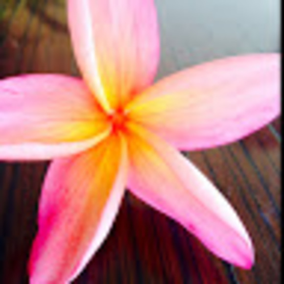 Meet your Posher, Reese - Picture 1 of 1